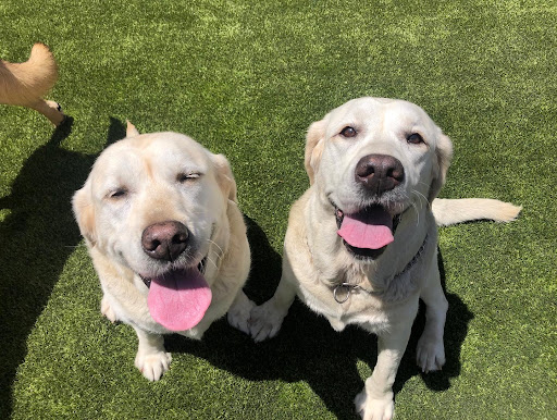 Whitaker Dog Day Camp - Dog Daycare and Boarding image
