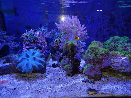 Pet Supply Store «Petco Animal Supplies», reviews and photos, 330 Orchard Park Rd, West Seneca, NY 14224, USA