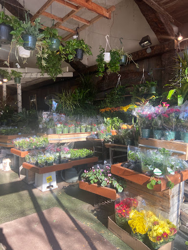 Florist «Brattle Square Florist», reviews and photos, 31 Brattle St, Cambridge, MA 02138, USA