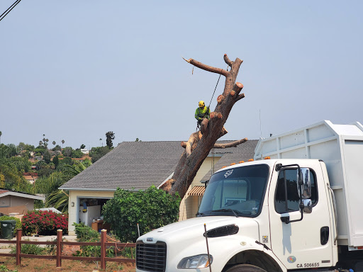 Tree service Escondido