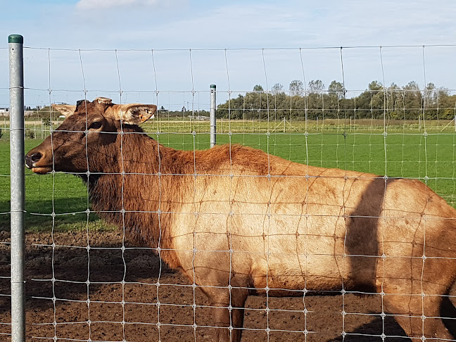 Beoordelingen van Hertenfinesse in Oostende - Slagerij