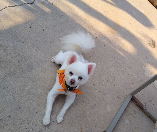 Pet Groomer «Pretty Paws Salon & Spa», reviews and photos, 604 S 77 Sunshine Strip, Harlingen, TX 78550, USA