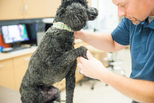 Lighthouse Veterinary Allergy & Dermatology image