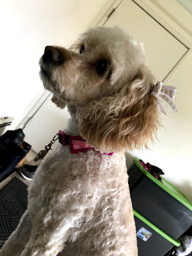 Pet Supply Store «PetSmart», reviews and photos, 162 S Gary Ave, Bloomingdale, IL 60108, USA