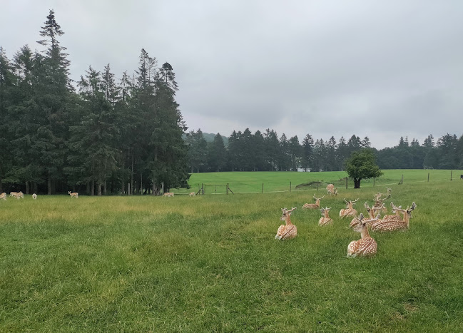 Kommentarer og anmeldelser af Vestbirk Camping