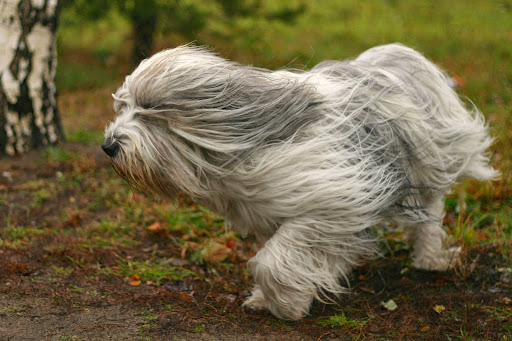Clínica Veterinaria Abeletxe en Galdakao