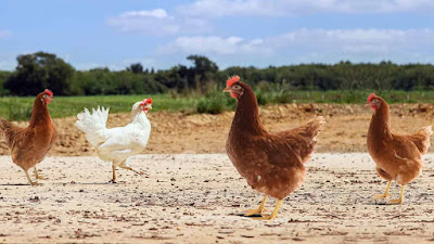 Lohmann France à Saint-Fulgent