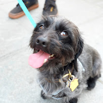 Carrie's Dog walking & Pet sitting - Photo 9 - Car repair in , Queens