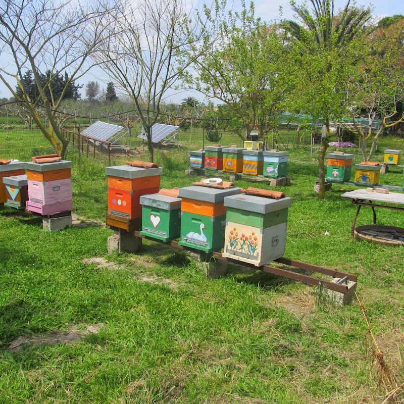 Azienda Apistica Soniale