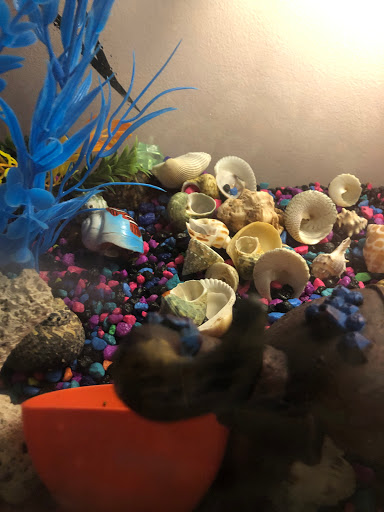 Pet Supply Store «Petco Animal Supplies», reviews and photos, 2520 E 3rd St, Bloomington, IN 47401, USA