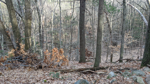 State Park «Wilson Mountain Reservation», reviews and photos, 384 Common St, Dedham, MA 02026, USA