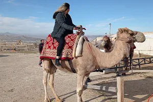 SAVRAN Camel Safari image