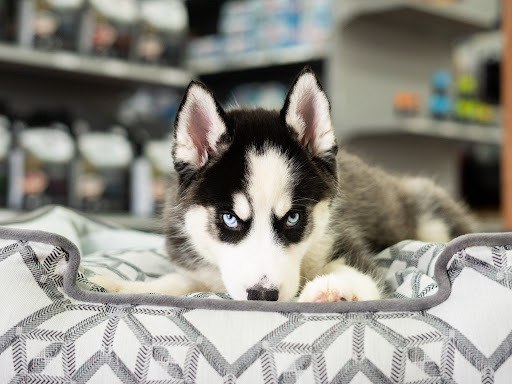 Pet Store «Petland», reviews and photos, 10289 Ulmerton Rd, Largo, FL 33771, USA