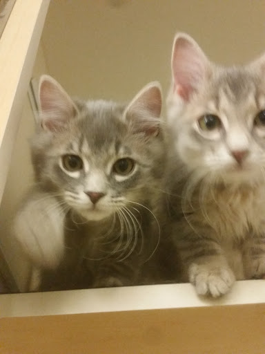 Pet Supply Store «Petco Animal Supplies», reviews and photos, 753 53rd Ave NE, Fridley, MN 55421, USA