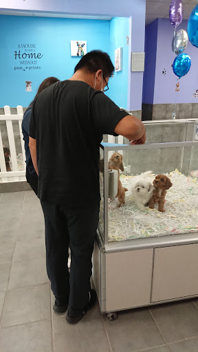 Pet Store «The Puppy Store», reviews and photos, 1163 Merrick Ave, Merrick, NY 11566, USA