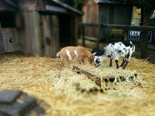 Gift Shop «Rose & Thorn», reviews and photos, 10050 Bodega Hwy, Sebastopol, CA 95472, USA