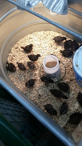 Department Store «Rural King», reviews and photos, 2947 S Washington St, Kokomo, IN 46902, USA