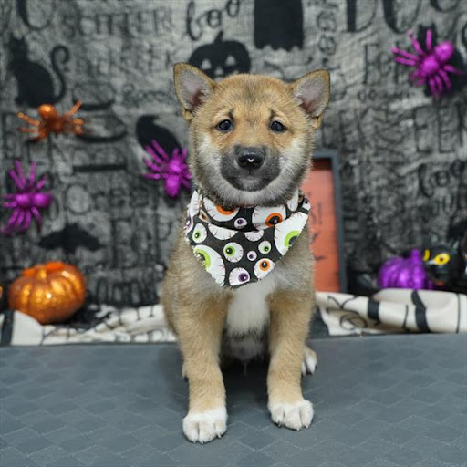 Pet Store «Pet Planet», reviews and photos, 11968 S Redwood Rd, Riverton, UT 84065, USA