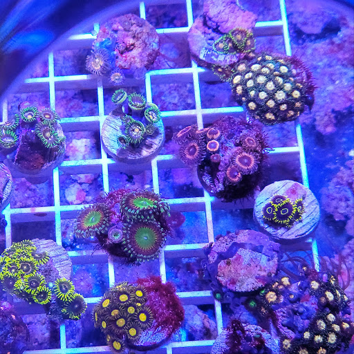 Tropical Fish Store «Shipwreck Cove Custom Aquariums», reviews and photos, 215 S El Camino Real, Encinitas, CA 92024, USA