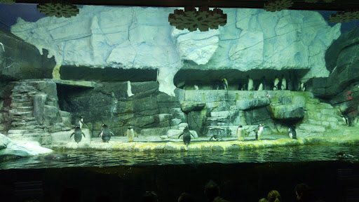 Tropical Fish Store «Cincinnati Aquarium Design», reviews and photos, 6475 E Galbraith Rd # B, Cincinnati, OH 45236, USA