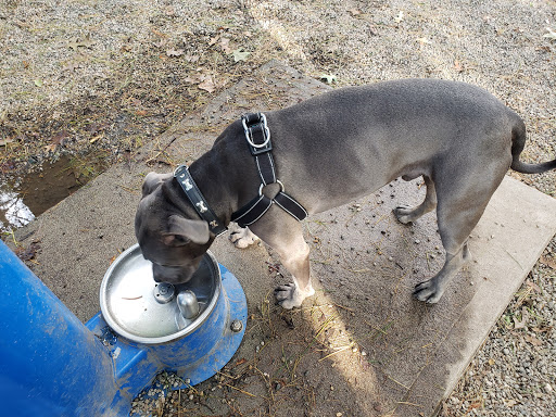 Park «Union Street Dog Park», reviews and photos, 59 Fair St, New Haven, CT 06511, USA
