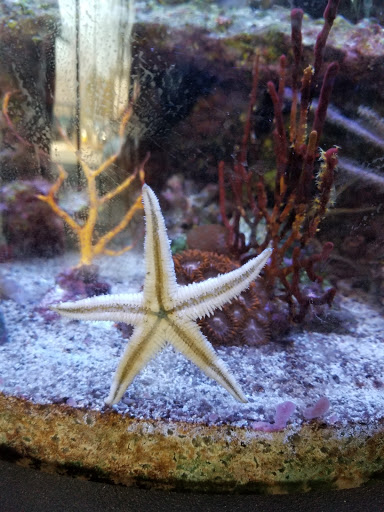 Tropical Fish Store «Aquatic Wildlife Co», reviews and photos, 70 Buckland Rd, South Windsor, CT 06074, USA