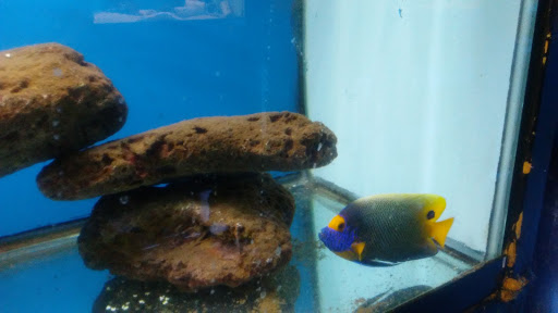 Pet Store «Pet Connection», reviews and photos, 29551 Five Mile Road, Livonia, MI 48154, USA