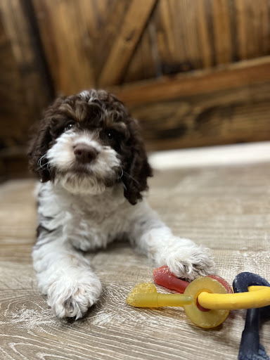 Pet Supply Store «Petland Dallas», reviews and photos, 11909 Preston Rd, Dallas, TX 75230, USA