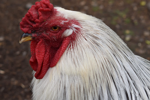 Animal Rescue Service «Ray of Light Farm Inc», reviews and photos, 232 Town St, East Haddam, CT 06423, USA