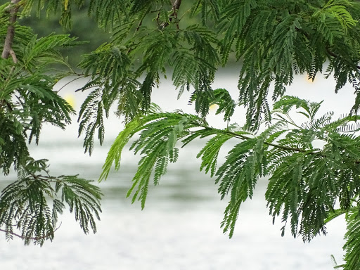 Park «Mills Pond Park», reviews and photos, 2201 Northwest 9th Avenue, Fort Lauderdale, FL 33311, USA