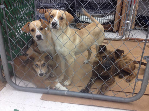 Pet Supply Store «J-B Pet Supplies - Hawthorne», reviews and photos, 289 Wagaraw Rd, Hawthorne, NJ 07506, USA