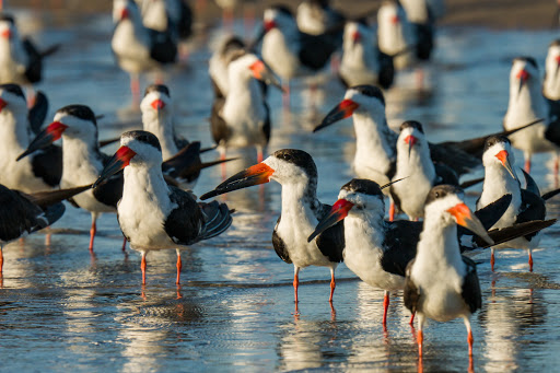 Nature Preserve «San Carlos Bay - Bunche Beach Preserve», reviews and photos, 18201 John Morris Rd, Fort Myers, FL 33908, USA