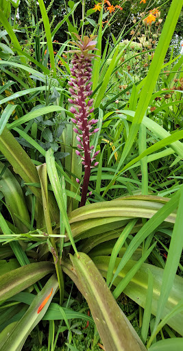 Tourist Attraction «Soos Creek Botanical Garden», reviews and photos, 29308 132nd Ave SE, Auburn, WA 98092, USA