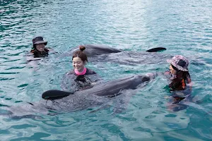 Muroto Dolphin Center image