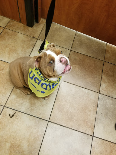 Pet Supply Store «PetSmart», reviews and photos, 2940 Chapel Hill Rd, Douglasville, GA 30135, USA