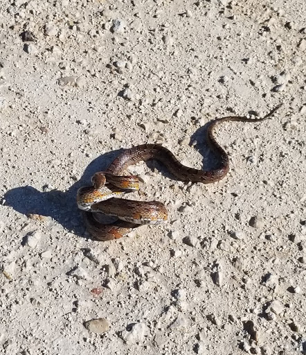 Nature Preserve «Scottsmoor Flatwoods Sanctuary East», reviews and photos, 6000 Magoon Ave, Mims, FL 32754, USA