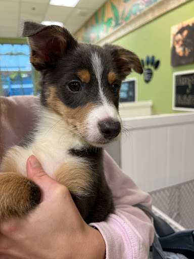 Pet Supply Store «Lil Rascals», reviews and photos, 10035 Gulf Center Dr #105, Fort Myers, FL 33913, USA