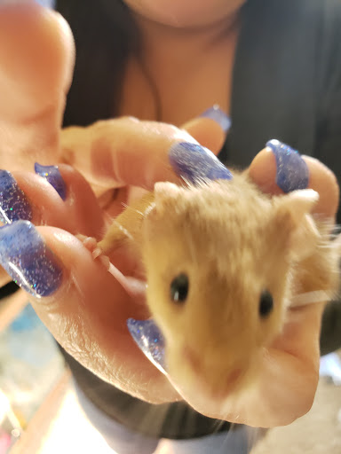 Pet Supply Store «PetSmart», reviews and photos, 11945 Central Ave, Chino, CA 91710, USA