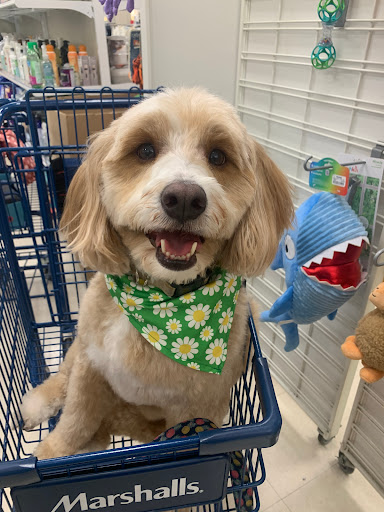 Sea Coast Mobile Pet Grooming