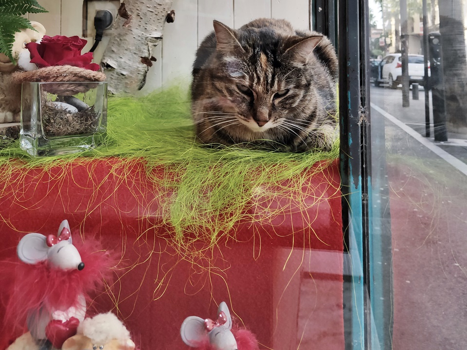 Photo n° 1 de l'avis de caTvalry.o fait le 03/02/2020 à 16:23