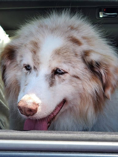 Pet Supply Store «Petsense Lenoir», reviews and photos, 1009 Blowing Rock Blvd, Lenoir, NC 28645, USA