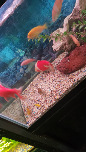 Pet Store «Species Pet Supply», reviews and photos, 1935 W Brandon Blvd, Brandon, FL 33511, USA