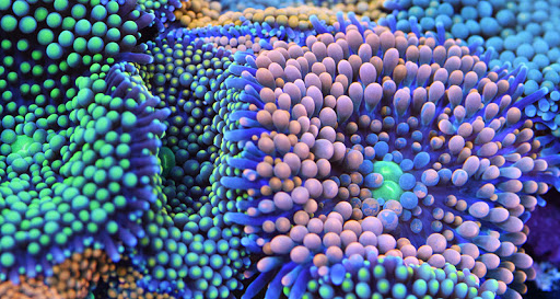 Aquarium «VIP Reef Aquarium», reviews and photos, 16300 SW 137th Ave #121, Miami, FL 33177, USA