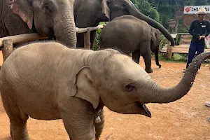 Chiangmai Elephant Land image