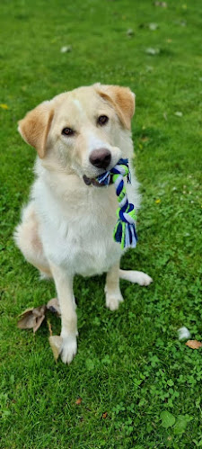 Rezensionen über fairtrain in Freienbach - Hundeschule