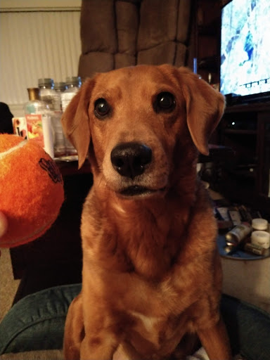 Pet Supply Store «Petco Animal Supplies», reviews and photos, 300 Hylan Dr, Rochester, NY 14623, USA