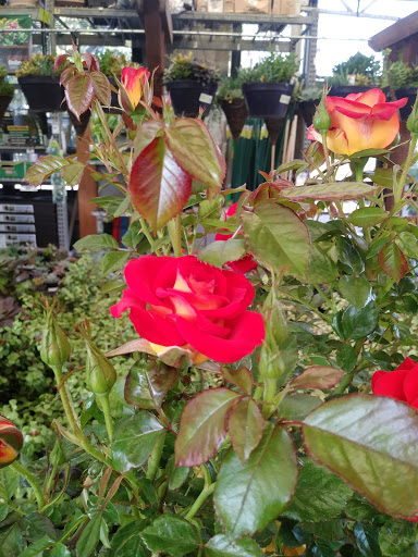 Home Improvement Store «The Home Depot», reviews and photos, 860 E Dunne Ave, Morgan Hill, CA 95037, USA