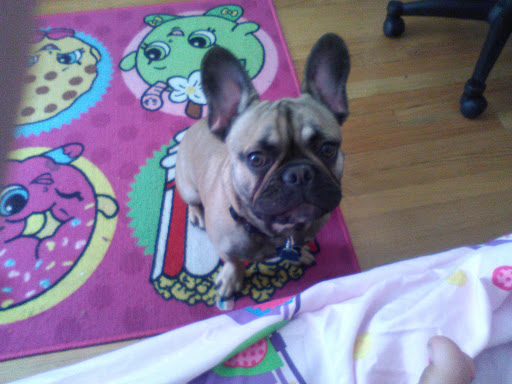 Dog Park «Portage Dog Friendly Area», reviews and photos, 4100 N Long Ave, Chicago, IL 60641, USA