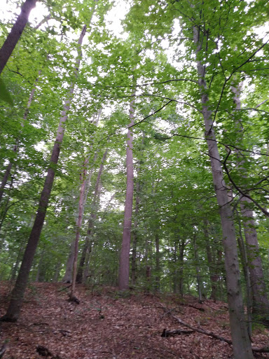 Dog Park «Perry Paw Dog Park», reviews and photos, 9033 Honeygo Blvd, Perry Hall, MD 21128, USA