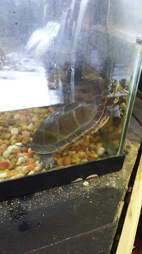 Tropical Fish Store «Two Turtles Pet Center», reviews and photos, 760 W Market St, Akron, OH 44303, USA